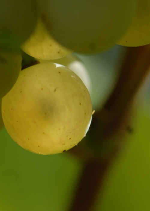 weisser Heunisch ANT 0509 (12)